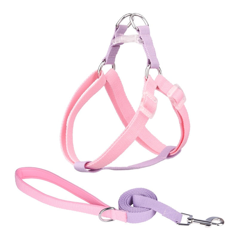 Two Tone Dog Set