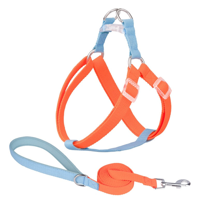 Two Tone Dog Set